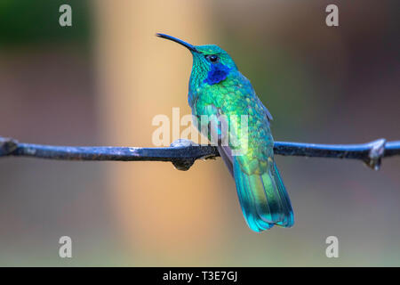 Minor Violetear Colibri cyanotus Savegre Lodge, San Gerardo de Doto, Costa Rica 21 marzo 2019 Trochilidae adulti Foto Stock