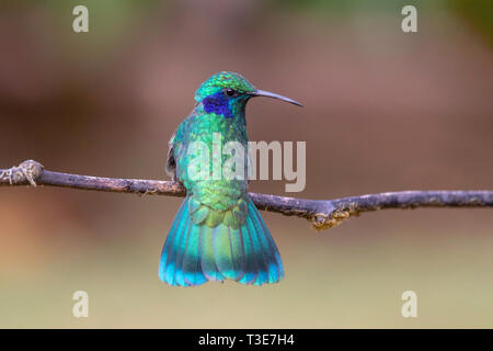 Minor Violetear Colibri cyanotus Savegre Lodge, San Gerardo de Doto, Costa Rica 21 marzo 2019 Trochilidae adulti Foto Stock