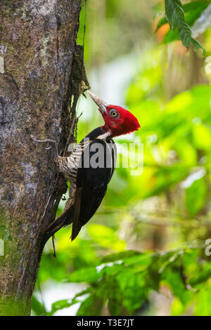 Un pallido fatturati Picchio Campephilus guatemalensis La Selva stazione OTS, provincia di Alajuela, Costa Rica 19 marzo 2019 maschio adulto Picidae Foto Stock