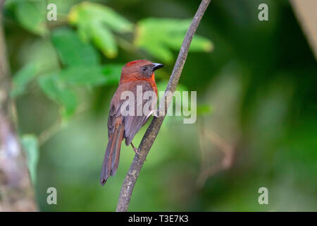 Rosso-throated Ant-Tanager Habia fuscicauda Sarapiqui, provincia di Alajuela, Costa Rica 18 marzo 2019 maschio adulto Cardinalidae Foto Stock