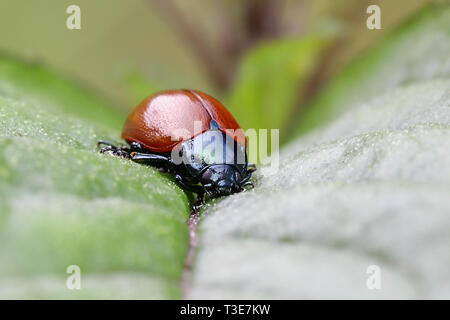 A larga foglia con spallamento beetle, Chrysomela populi Foto Stock