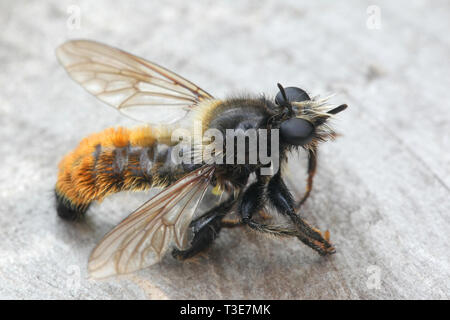 Laphria flava, bumblebee robberfly, robberfly giallo o giallo assassin fly Foto Stock