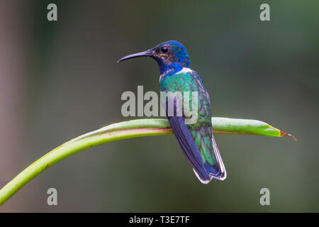 Bianco-colli Florisuga giacobina mellivora Sarapiqui, provincia di Alajuela, Costa Rica 18 marzo 2019 immaturi Trochilidae maschio Foto Stock