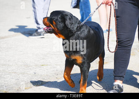 Rottweiler nero al guinzaglio a piedi con il proprietario Foto Stock