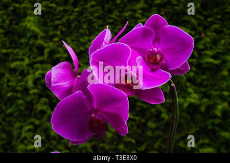 Orchidea viola in piena fioritura nel Surrey, British Columbia, Canada Foto Stock