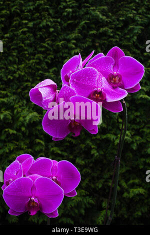 Orchidea viola in piena fioritura nel Surrey, British Columbia, Canada Foto Stock