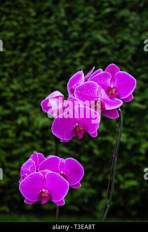 Orchidea viola in piena fioritura nel Surrey, British Columbia, Canada Foto Stock