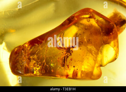Alato preistorici ant in ambra baltica Foto Stock