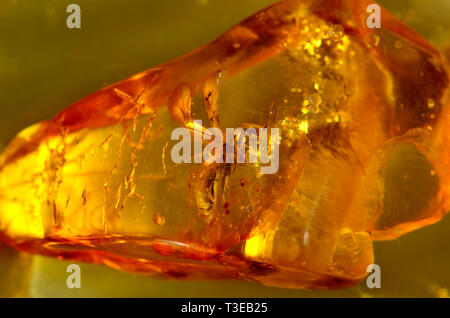 Alato preistorici ant in ambra baltica Foto Stock
