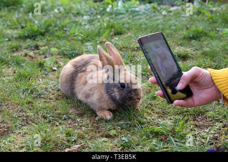 Photoshooting per il coniglietto di Pasqua. Bella simpatico coniglio su un verde prato estivo. Foto Stock