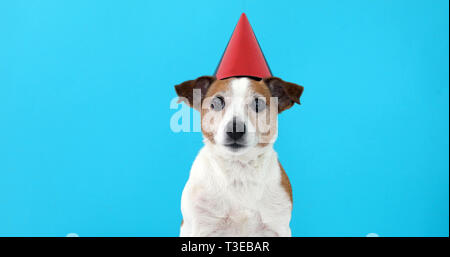 Cane carino con cappello da festa e torta di compleanno colorata su uno sfondo  blu Foto stock - Alamy