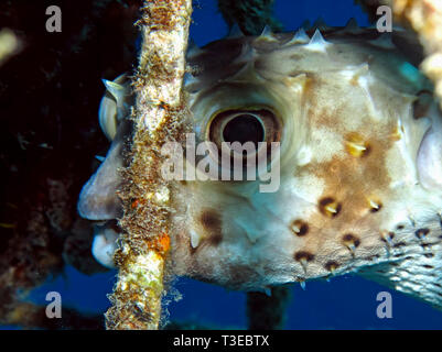 Giallo maculato burrfish. (Cyclithys spilostylus) Foto Stock