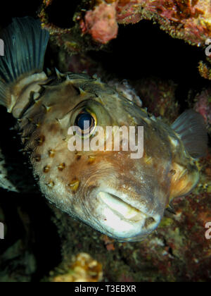 Giallo maculato burrfish. (Cyclithys spilostylus) Foto Stock