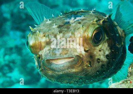 Giallo maculato burrfish. (Cyclithys spilostylus) Foto Stock