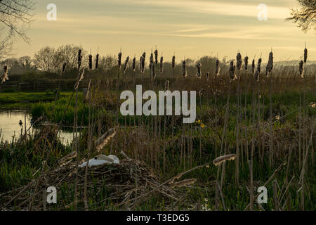 Swan's Nest in bull irrompe nella luce della sera Foto Stock