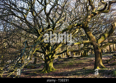 Bosco a serbatoio Dovestone, Greenfield, Oldham LANCASHIRE REGNO UNITO. Foto Stock