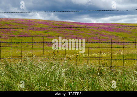 Superbloom con viola gufi Cloverand Fiddleneck giallo in California centrale di Diablo Mountain Range primavera 2019 STATI UNITI D'AMERICA Foto Stock