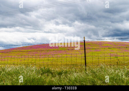 Superbloom con viola gufi Cloverand Fiddleneck giallo in California centrale di Diablo Mountain Range primavera 2019 STATI UNITI D'AMERICA Foto Stock