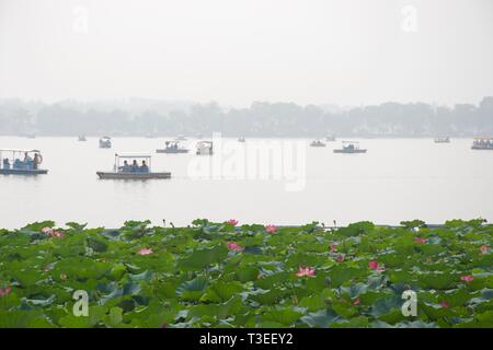 Patch di rosa fiori di loto in primo piano; lago nebuloso in background con tourist pedalò. Palazzo Estivo, Pechino - Lago Kunming. Foto Stock