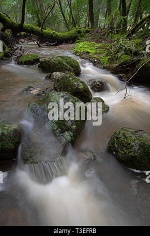 Un pattern fine di pietre e moss lungo la cataratta Creek sul Monte Tamalpais. Foto Stock