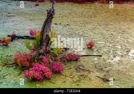 Seablite (Sueda maritima) crescita in terreno acido. Acido indicatore del terreno le piante. Rosa Seablite. Acido piante amorevole. Il giorno di San Valentino sfondo. Pianta esotica Foto Stock