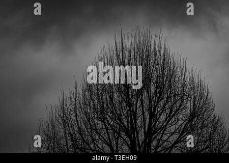 Silhouette albero morto su dark sky drammatico sfondo per paura o la morte. Notte di Halloween. Disperata, disperazione,triste lamento e concetto. Scary foresta. Di dram Foto Stock