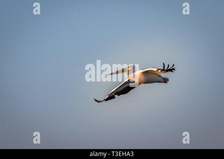 Americano bianco Pellicano (Pelecanus erythrorhynchos) in volo sopra il lago di Hefner in Oklahoma City Foto Stock