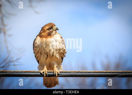 Red-tailed Hawk arroccato su un filo Foto Stock