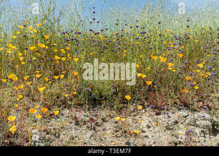 Fiori Selvatici - una parte dell'evento superbloom nel Canyon Walker mountain range vicino al lago di Elsinore, la California del Sud Foto Stock