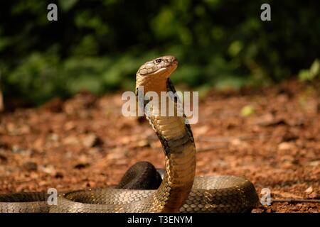 King Cobra Foto Stock