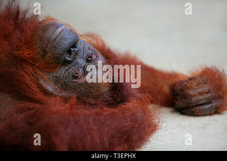 Wild Bornean orangutan in Natura Semenggoh riserva faunistica, il centro di riabilitazione di Kuching. Orangutan sono in via di estinzione scimmie che abitano le foreste tropicali o