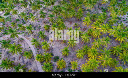 Gli alberi di palma, mafia island Foto Stock
