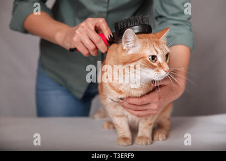 Donna una pettinatura a strisce rosse cat. Gatto rosso si rilassa durante lo spazzolamento. Il concetto di cura di animale domestico. Foto Stock