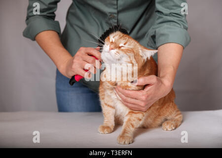 Donna una pettinatura a strisce rosse cat. Gatto rosso si rilassa durante lo spazzolamento. Il concetto di cura di animale domestico. Foto Stock