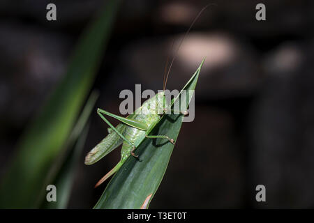 Grande macchia verde Cricket; Tettigonia viridissima; femmina; Cornovaglia; Regno Unito Foto Stock