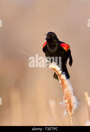 Rosso-winged Blackbird eseguendo il display di accoppiamento e la canzone su cattails in acquitrini habitat palustri Foto Stock