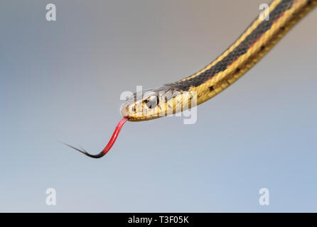 La testa di comune garter snake (Thamnophis sirtalis) con la lingua di fuori. Foto Stock