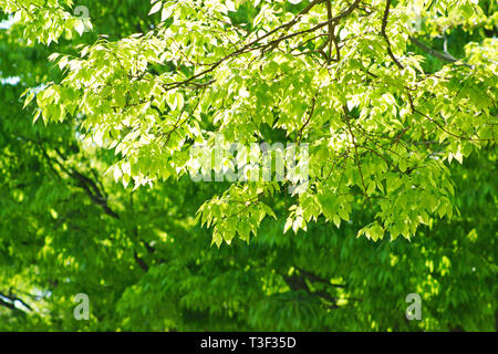 Verde fresco Ninomaru nella piazza del Castello di Kumamoto, Prefettura di Kumamoto, Giappone Foto Stock