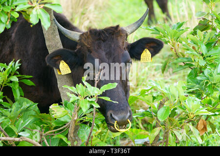 I bovini in Isola Iriomote Prefettura di Okinawa in Giappone Foto Stock