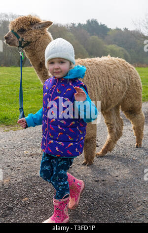 Wareham Dorset, Regno Unito. 9 Apr 2019. Alpaca passeggiate a Longthorns Farm in Wareham. Elliot passeggiate William (autorizzazione ricevuta). Credito: Carolyn Jenkins/Alamy Live News Foto Stock