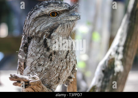 Australian frogmouth nightjar seduta sul ramo, Sydney Australia Foto Stock