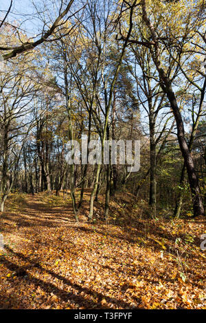 Bellissimi alberi decidui in autunno durante la caduta delle foglie, il cambiamento della natura è stagionale Foto Stock