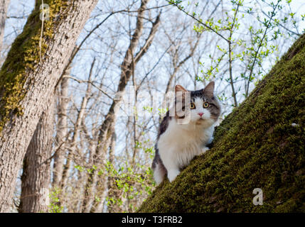 Bel gatto Kurilian bobtail passeggiate in primavera nel parco al guinzaglio. Il Pet seduto su un albero, closeup ritratto. Fluffy cat bicolor tabby. Foto Stock