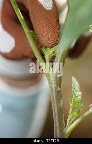 Giardiniere pinzatura off le ventose sulla pianta di pomodoro. Giardinaggio organico, sano cibi caserecci, auto-approvvigionamento concetto. Foto Stock