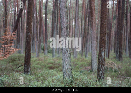 Alberi sul Veluwe Paesi Bassi bos forest nabij Harderwijk Foto Stock