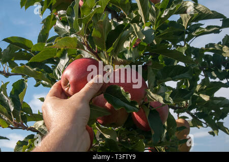 Raccolta a mano Fresca mela rossa da albero Foto Stock