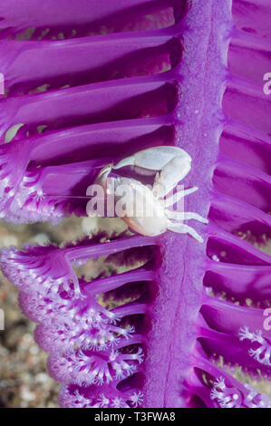 Il granchio Porcellana [Lissoporcellana sp] su Seapen. Parco Nazionale di Komodo, Indonesia, Indo-West pacifico. Foto Stock