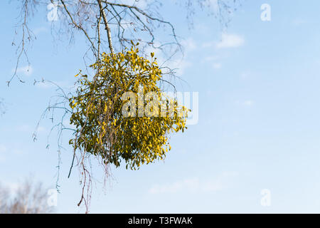 Molti hemiparasitic arbusti di vischio sui rami di alberi. Politica europea comune in materia di vischio (Viscum album) crescente sui rami di betulla isolato Foto Stock