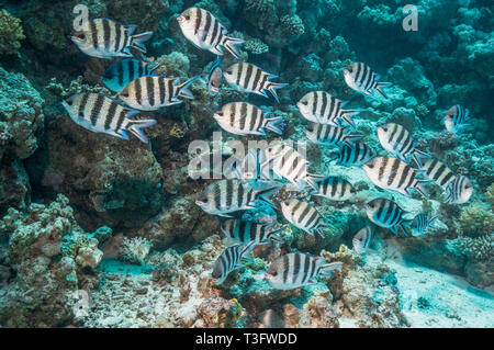 Indo Pacific sergente [Abudefduf vaigiensis]. Egitto, Mar Rosso. Indo-West pacifico. Foto Stock