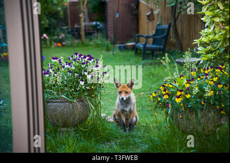 Red Fox [Vulpes vulpes] vixen in giardino. Londra, Regno Unito. Foto Stock